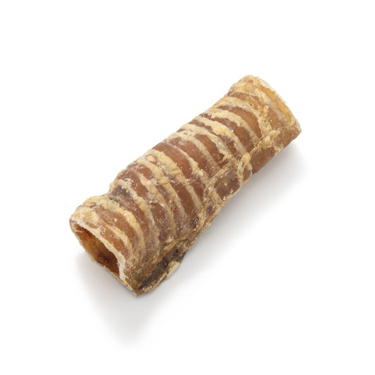 Trachea