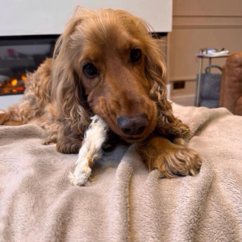 Rabbit Feet with Fur