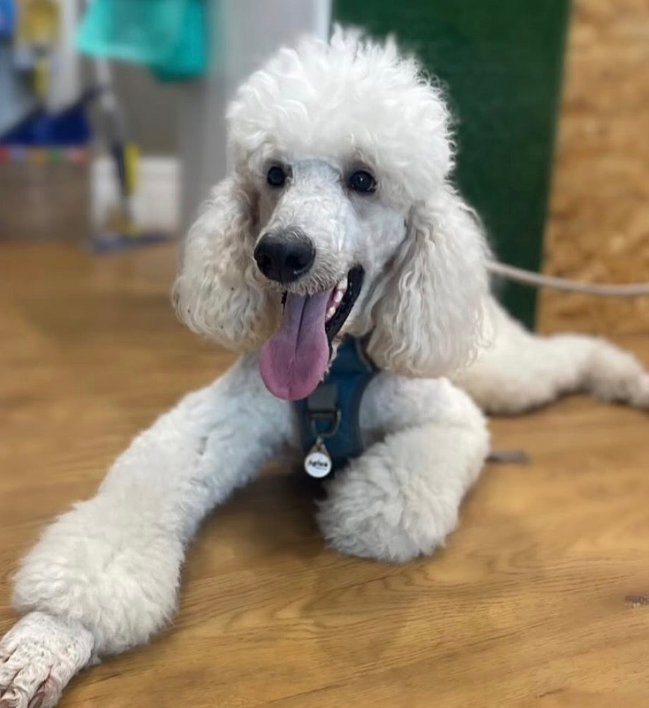 A four-legged visitor at Ozzies Natural Treats