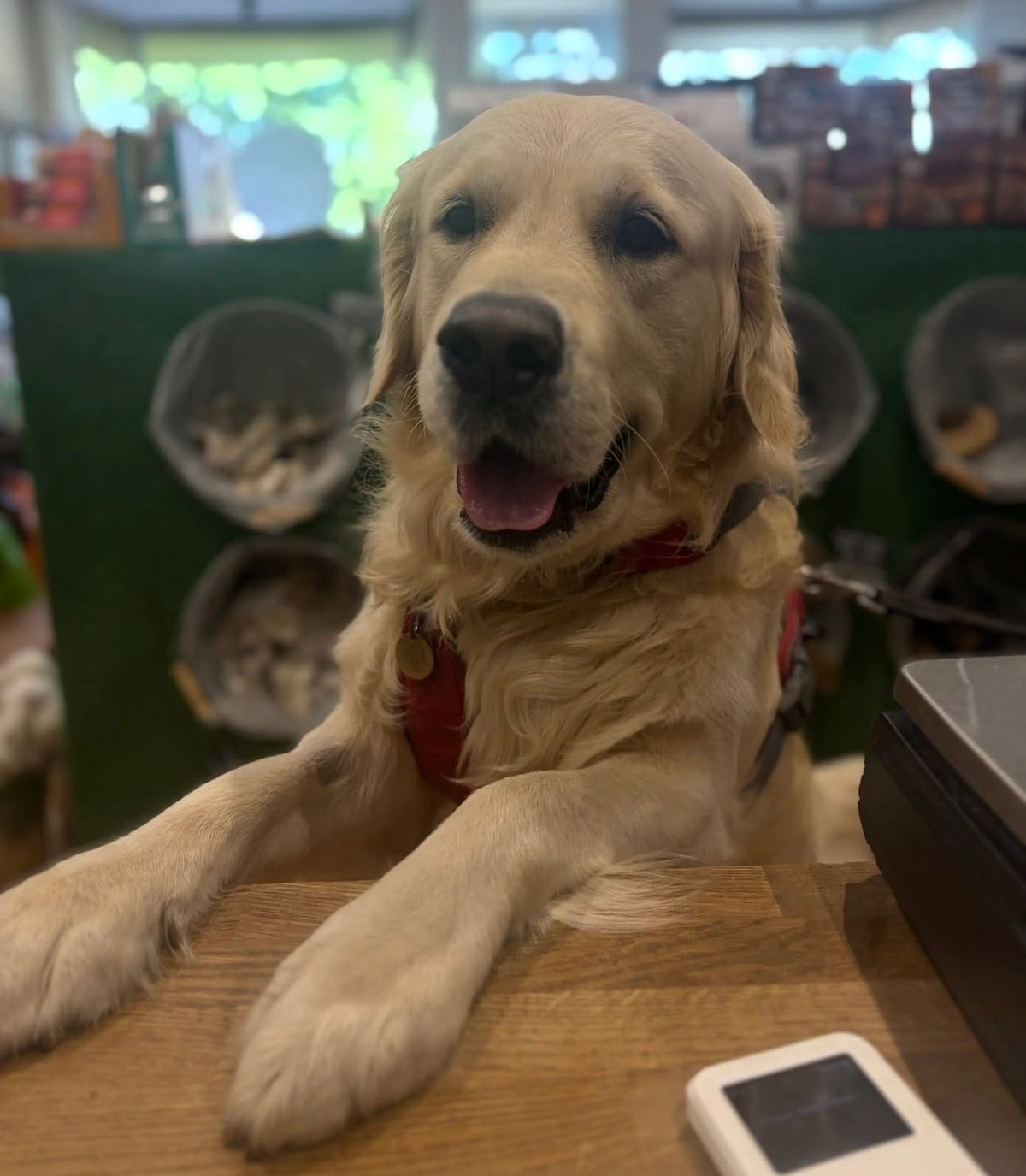 A four-legged visitor at Ozzies Natural Treats