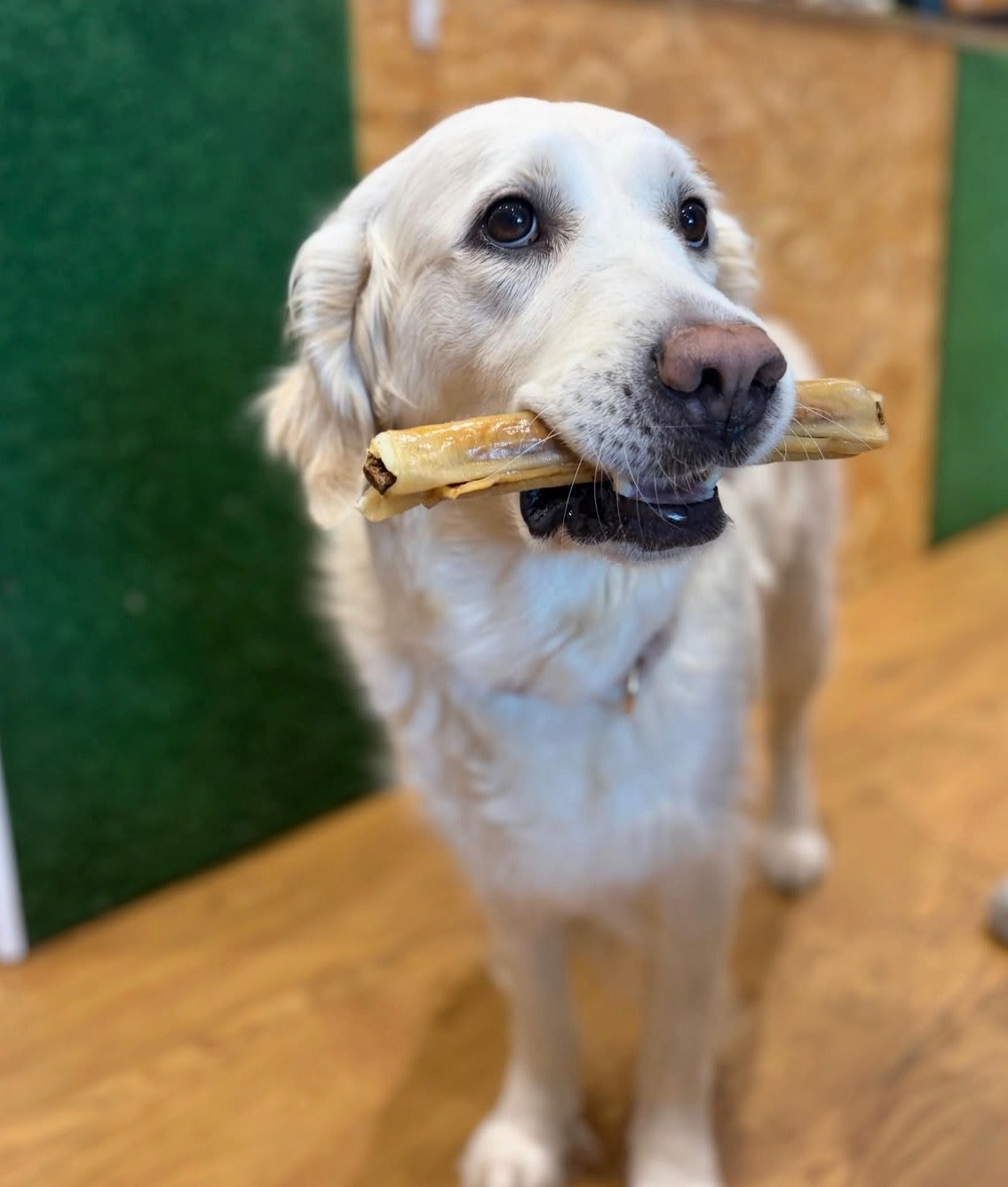 A four-legged visitor at Ozzies Natural Treats